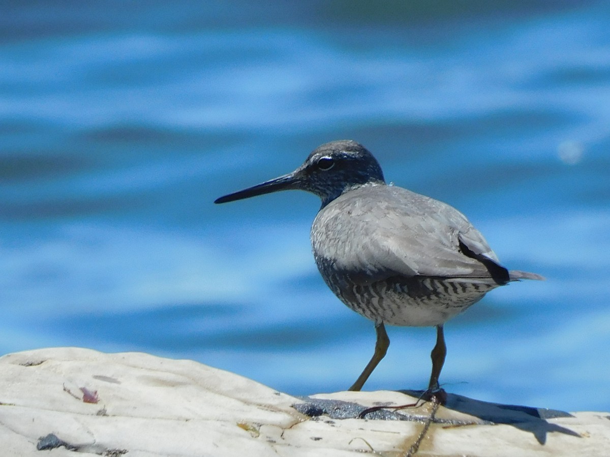 Wandering Tattler - ML622456369