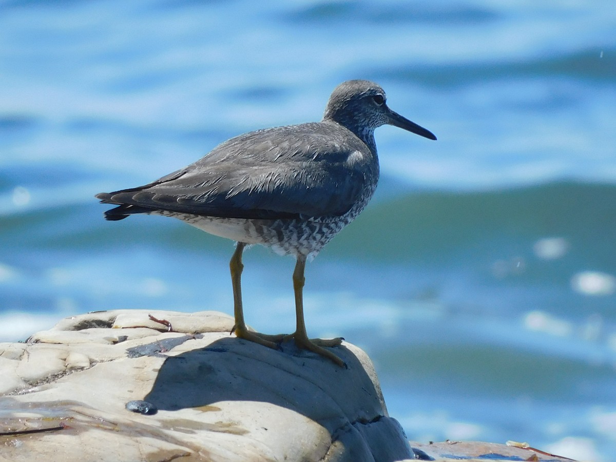 Wandering Tattler - ML622456370