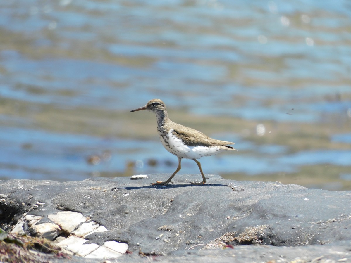 Spotted Sandpiper - ML622456375