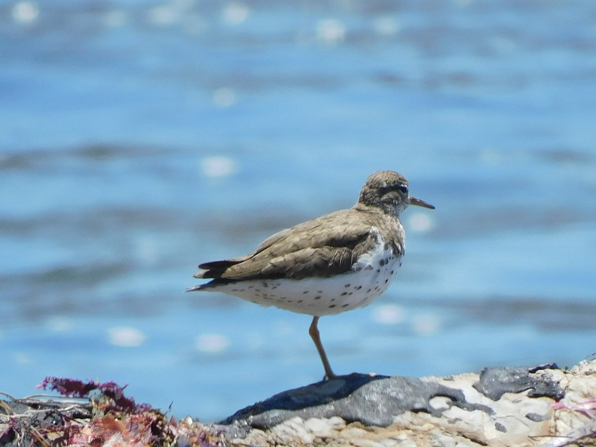 Spotted Sandpiper - Pete Huffer