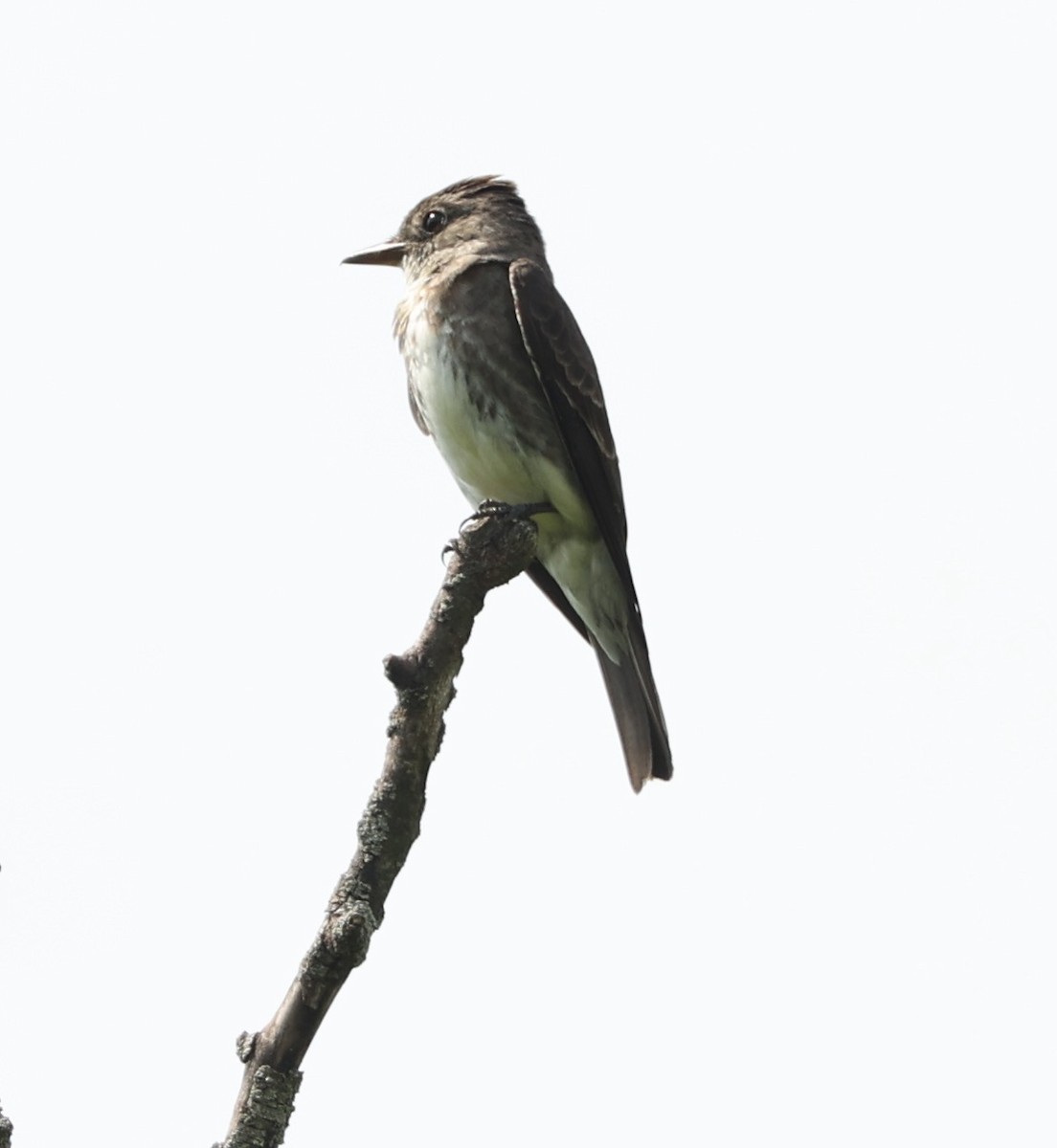 Olive-sided Flycatcher - ML622456395