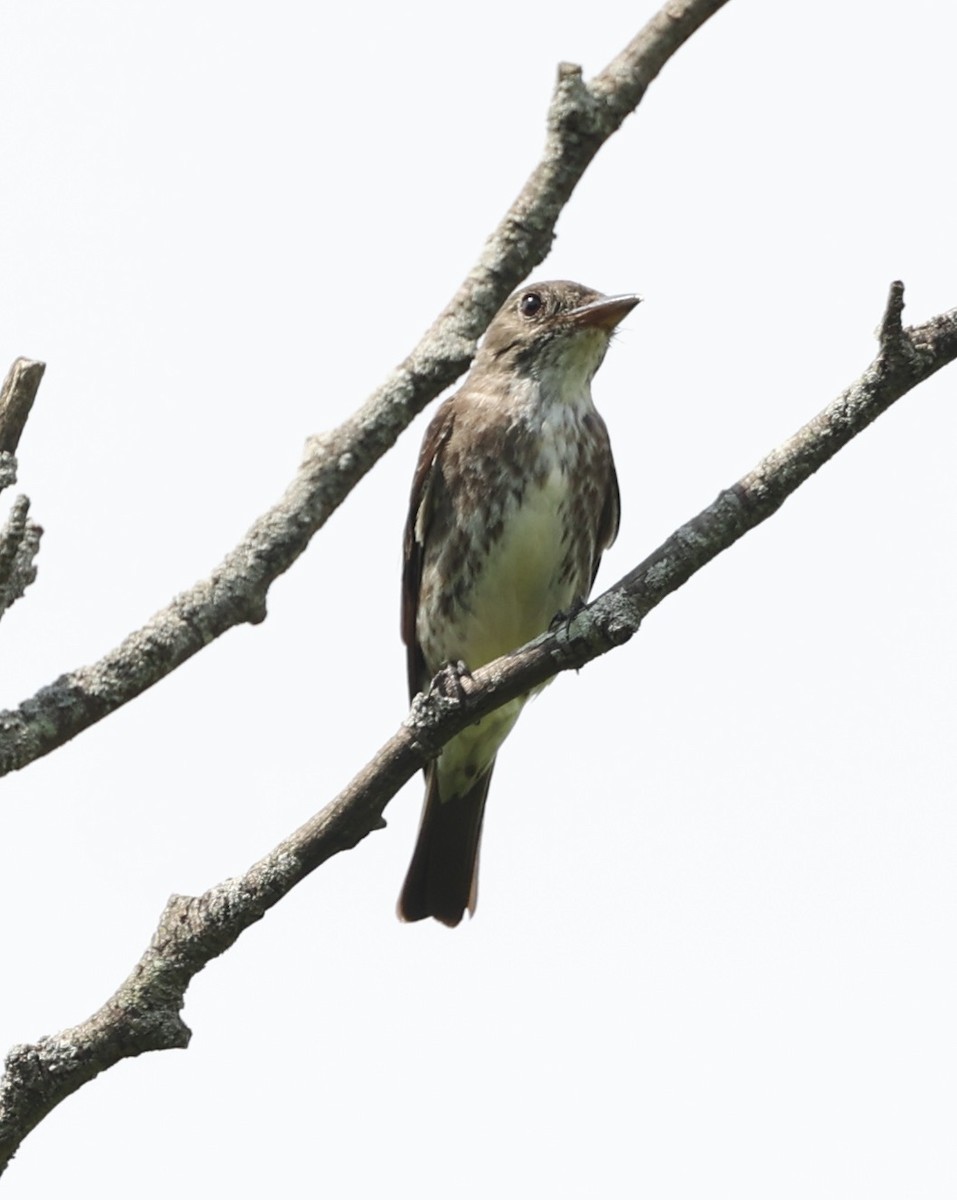 Olive-sided Flycatcher - ML622456396