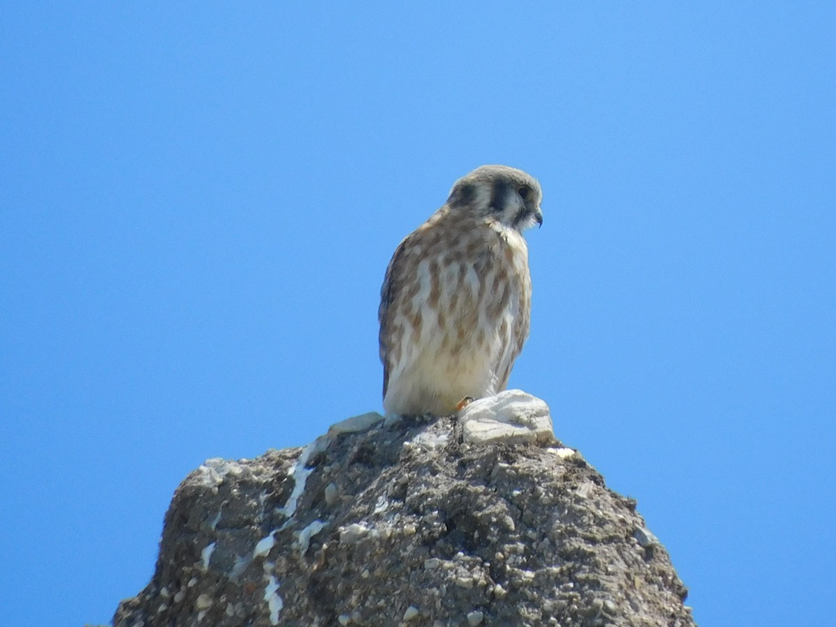 American Kestrel - ML622456408