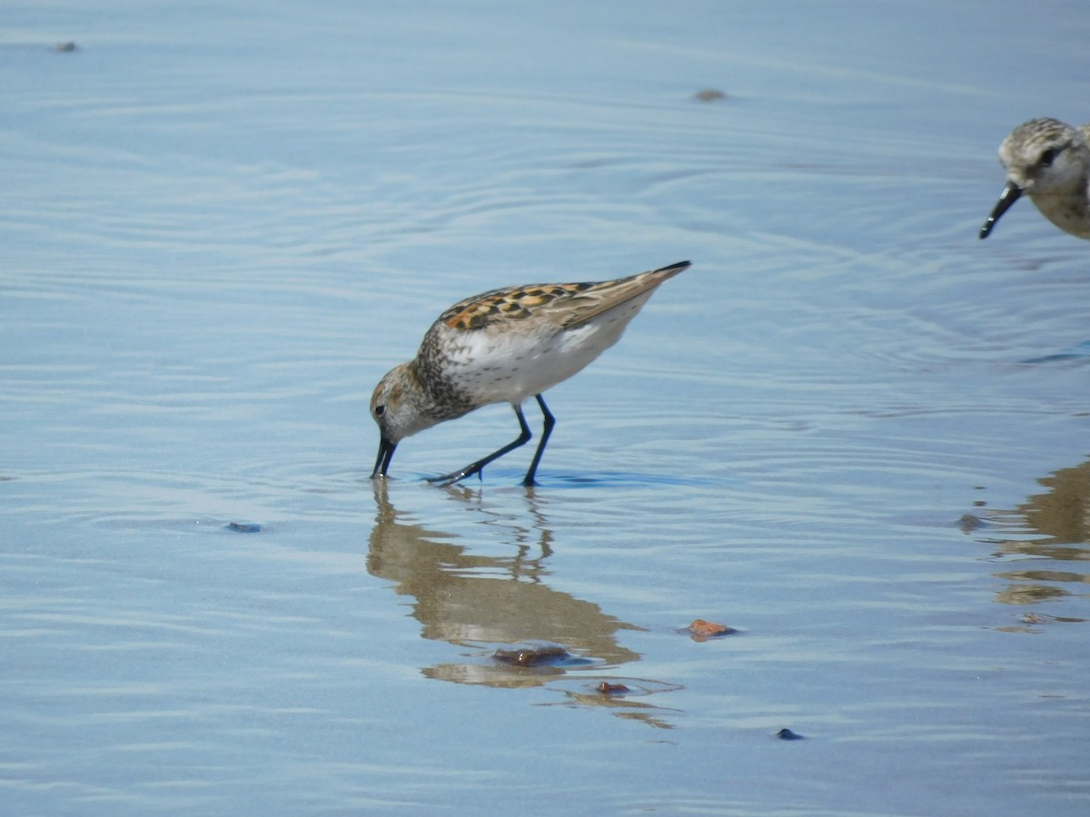 Western Sandpiper - ML622456419