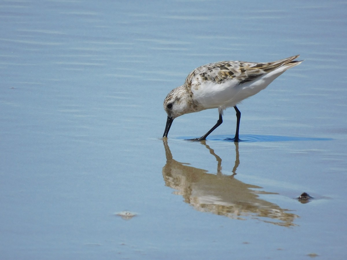 Bécasseau sanderling - ML622456421