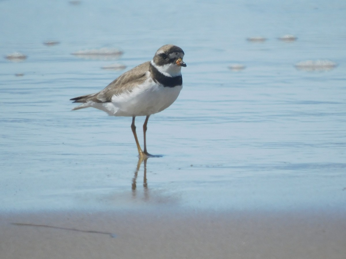 Semipalmated Plover - ML622456429