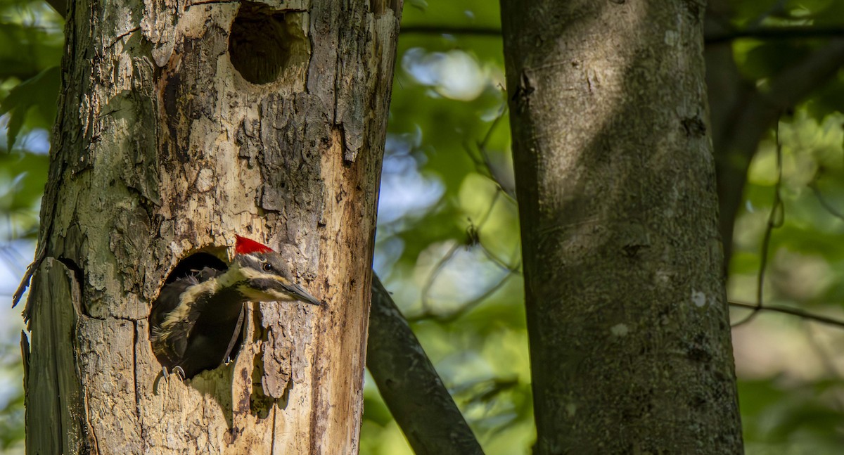 Pileated Woodpecker - ML622456430