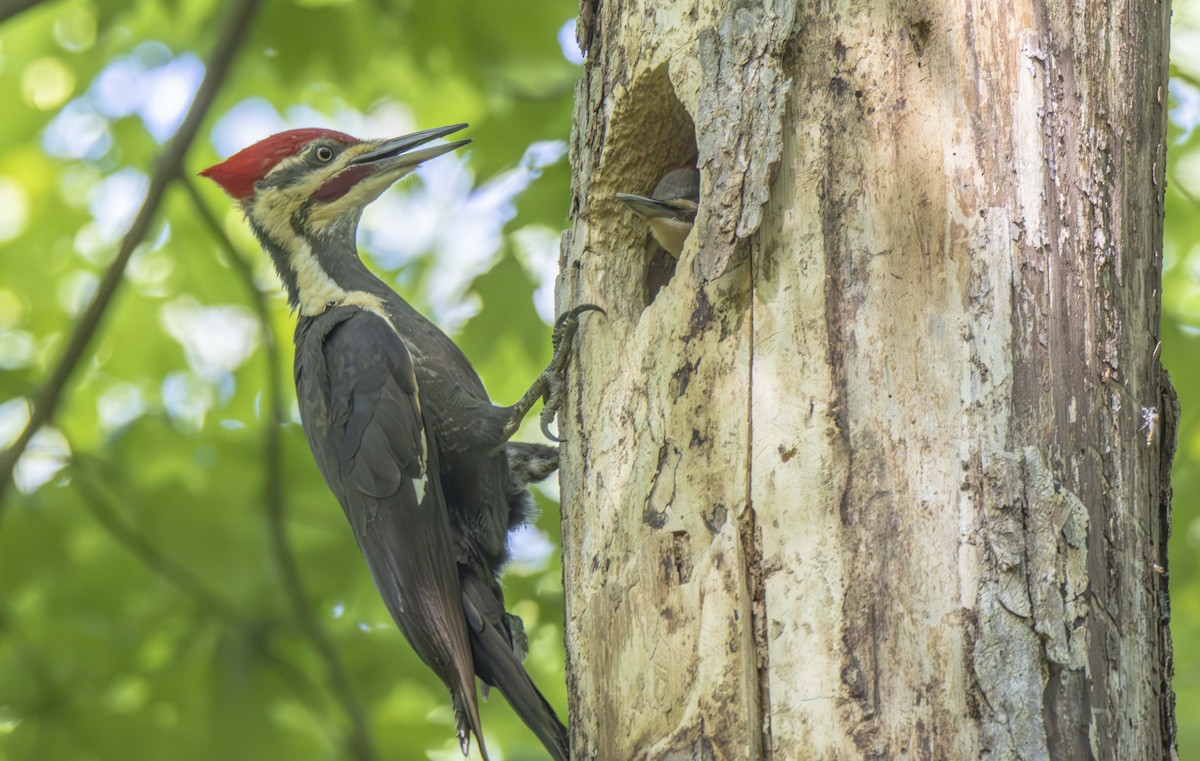 Pileated Woodpecker - ML622456431