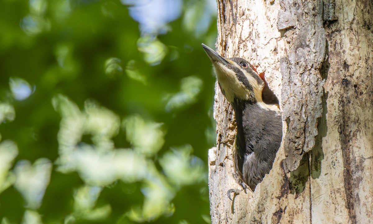 Pileated Woodpecker - ML622456432