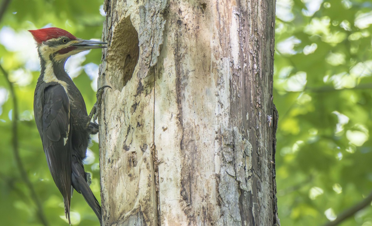 Pileated Woodpecker - ML622456433