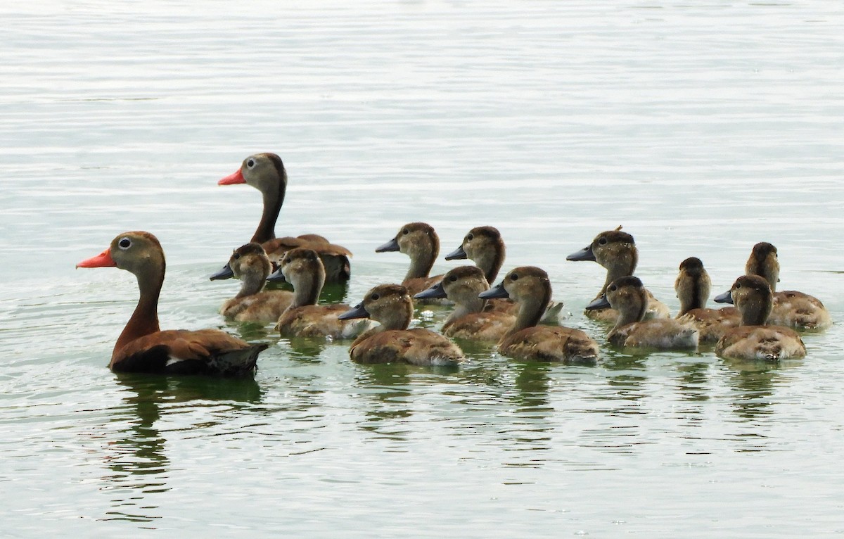 Black-bellied Whistling-Duck - ML622456447