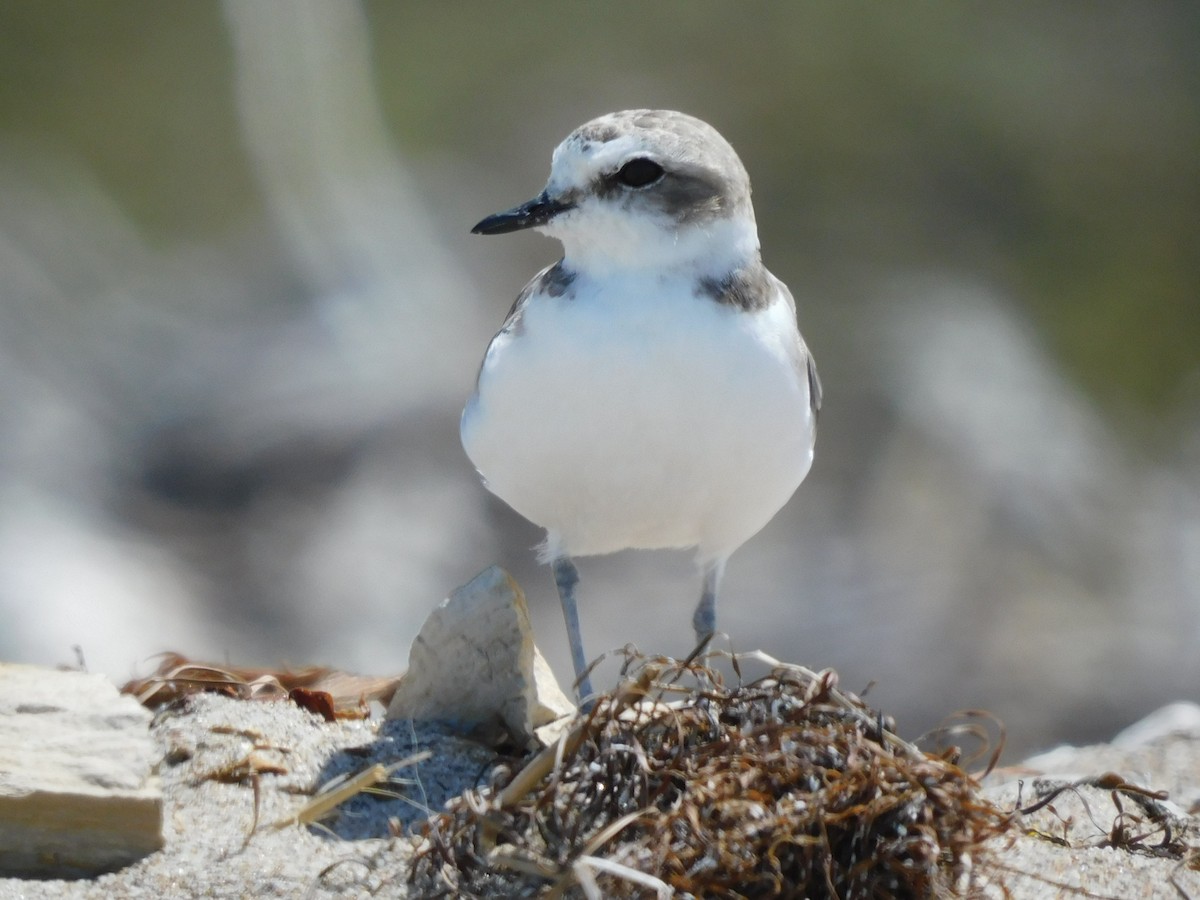 Snowy Plover - ML622456452