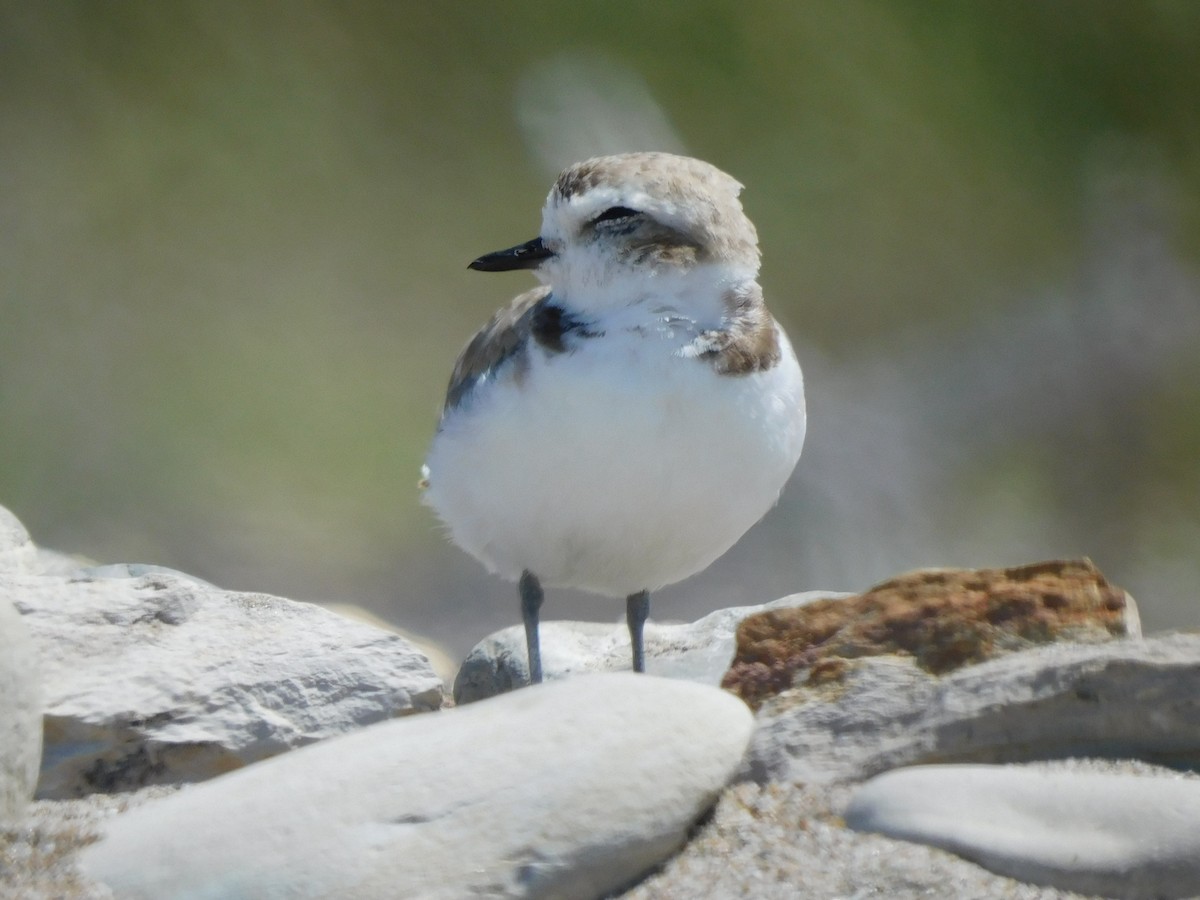 Snowy Plover - ML622456453