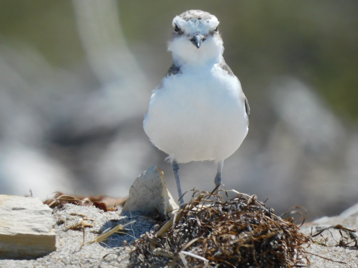 Snowy Plover - ML622456454