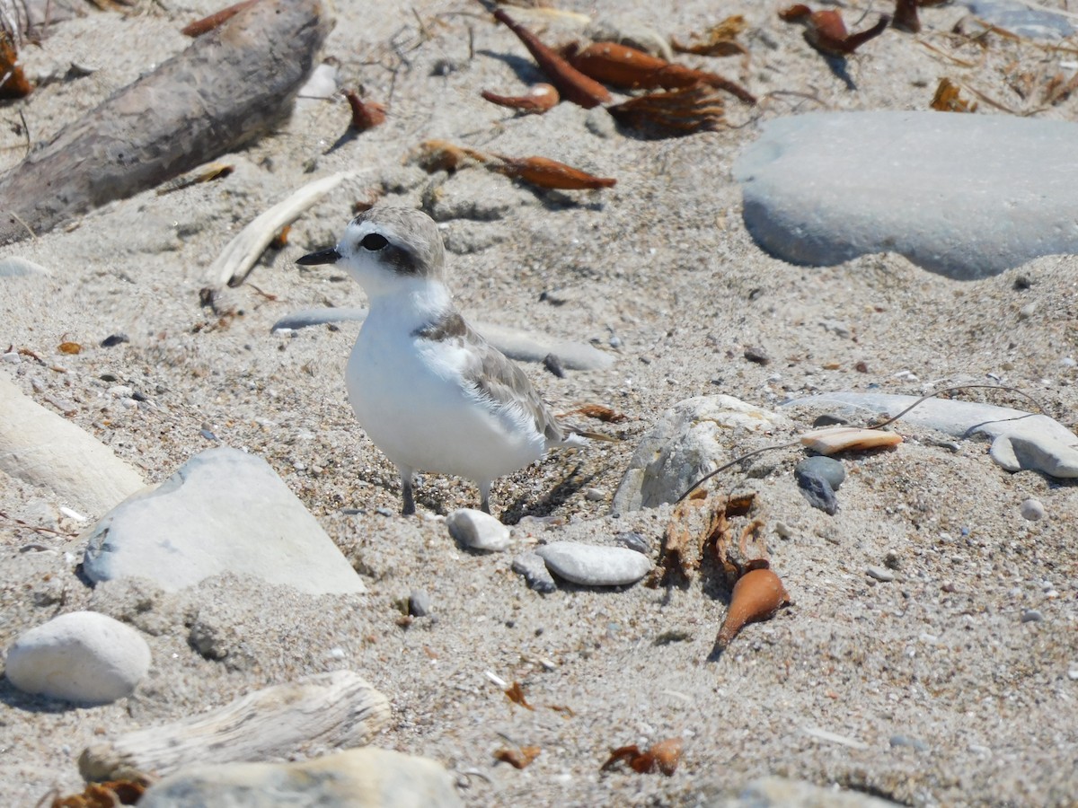 Snowy Plover - ML622456455