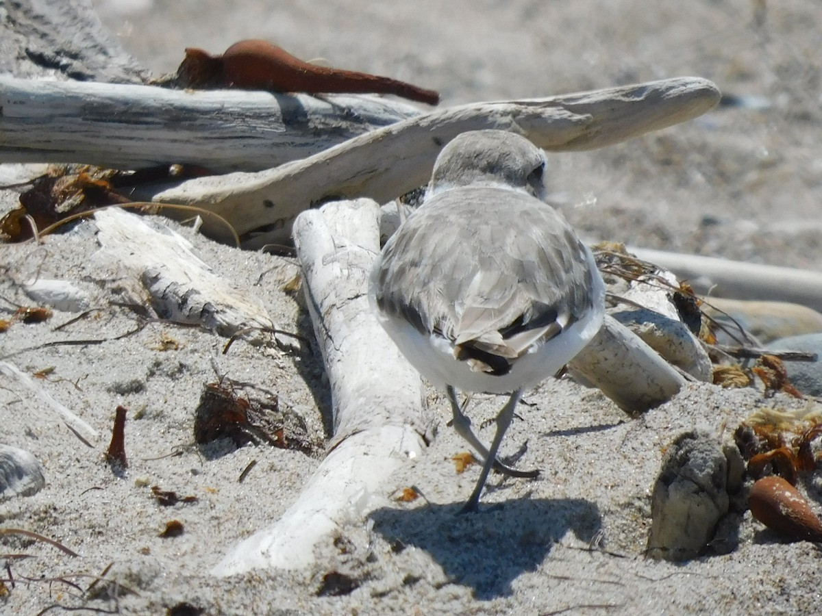 Snowy Plover - ML622456456