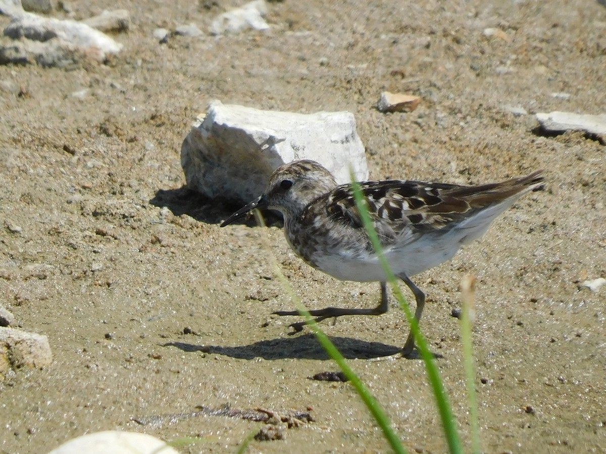 Western Sandpiper - ML622456460