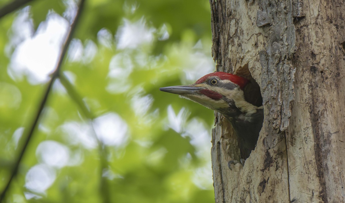Pileated Woodpecker - ML622456582