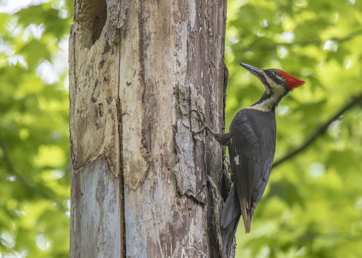 Pileated Woodpecker - ML622456583