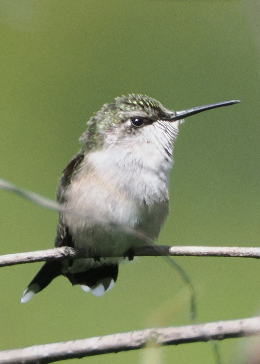 Ruby-throated Hummingbird - ML622456675