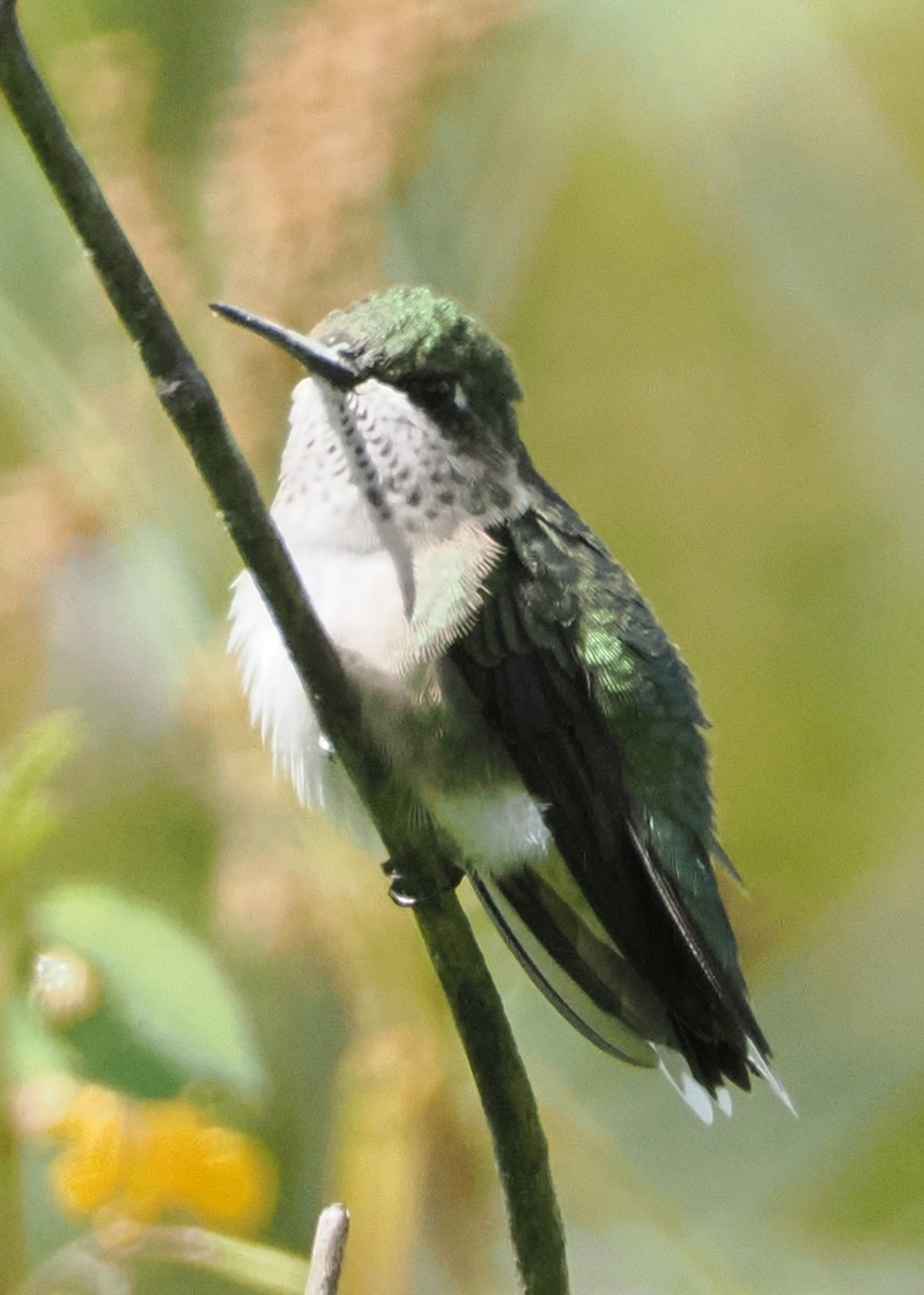 Ruby-throated Hummingbird - ML622456676