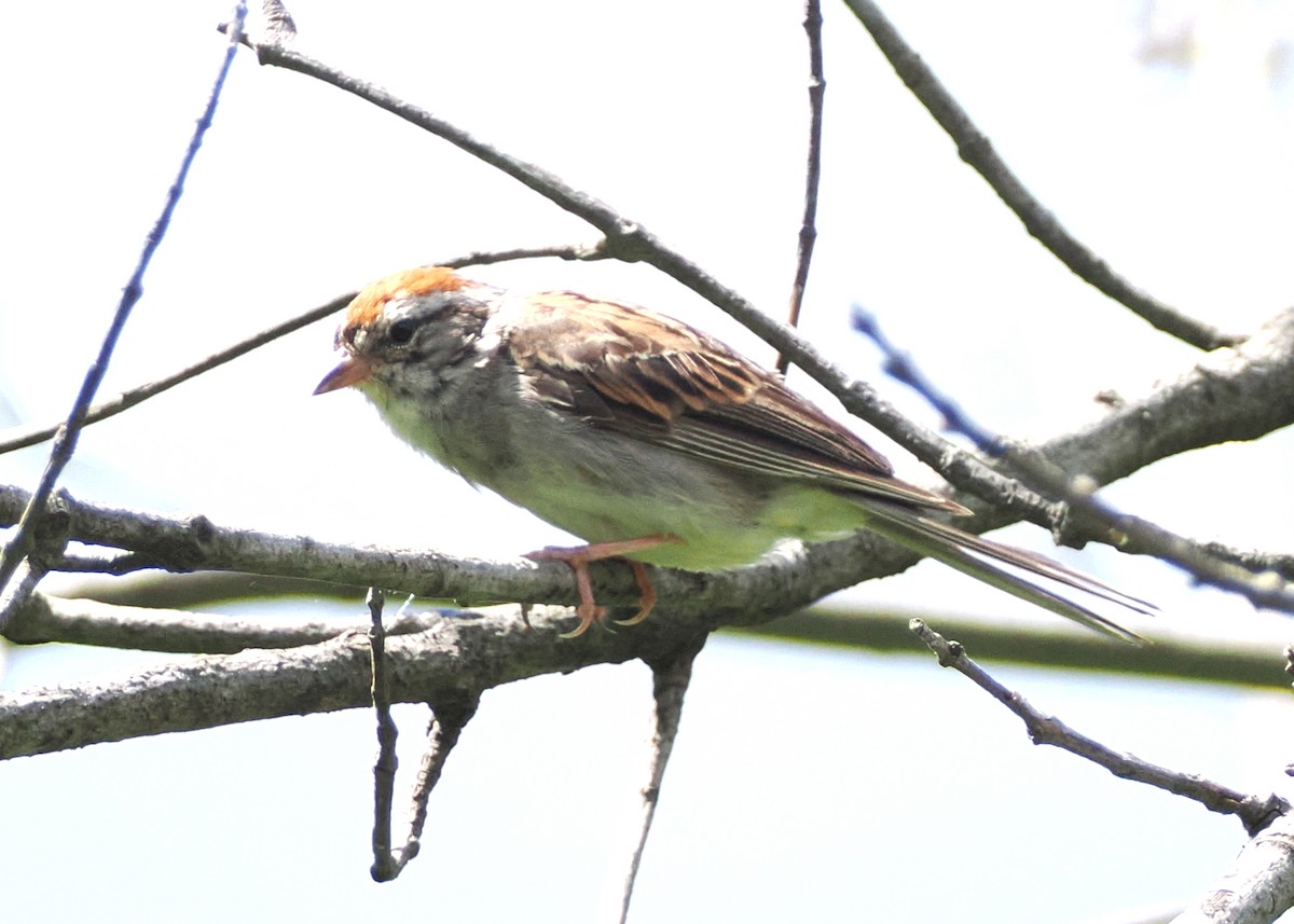 Chipping Sparrow - Nora E Hanke