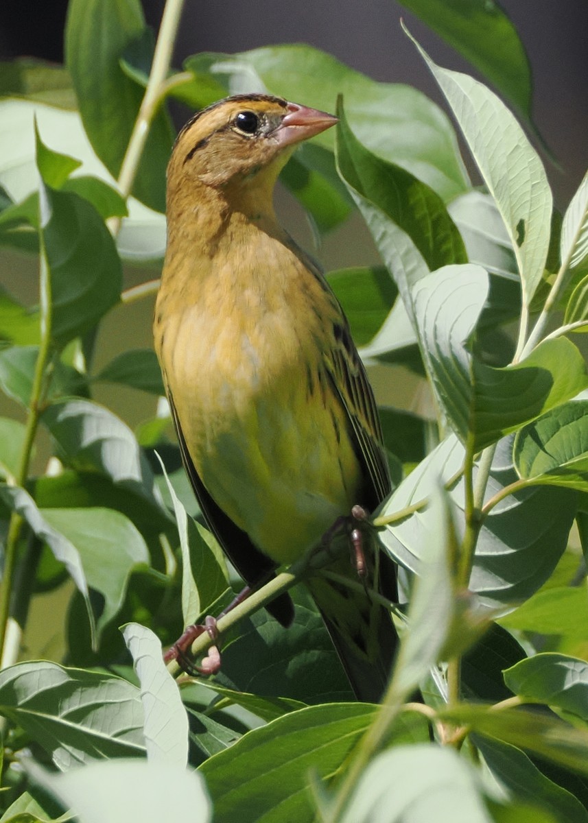 Bobolink - ML622456686