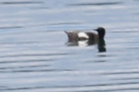 Black Guillemot - ML622456761