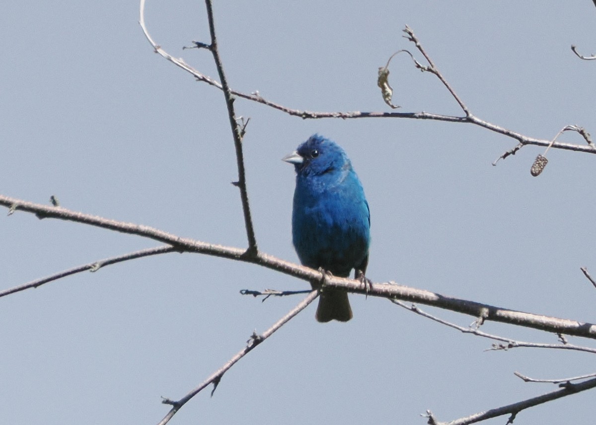 Indigo Bunting - Nora E Hanke