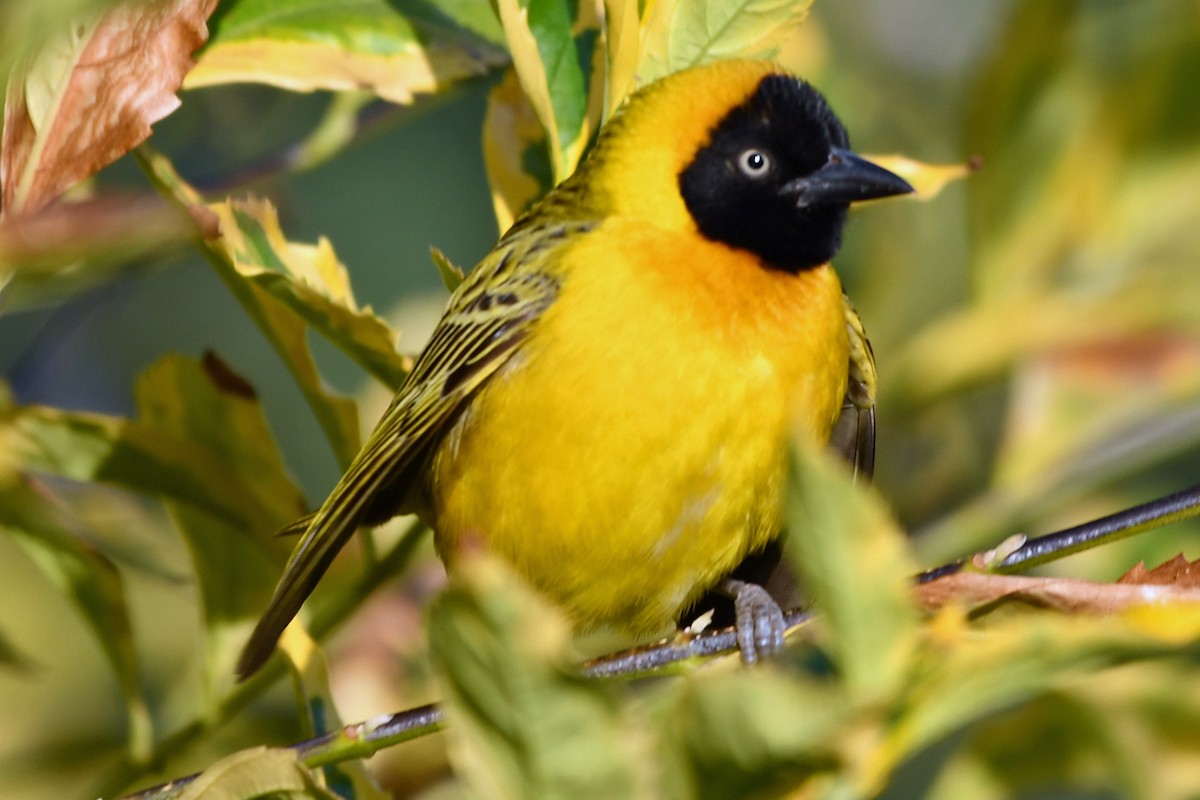 Southern Masked-Weaver - Steve Hawes