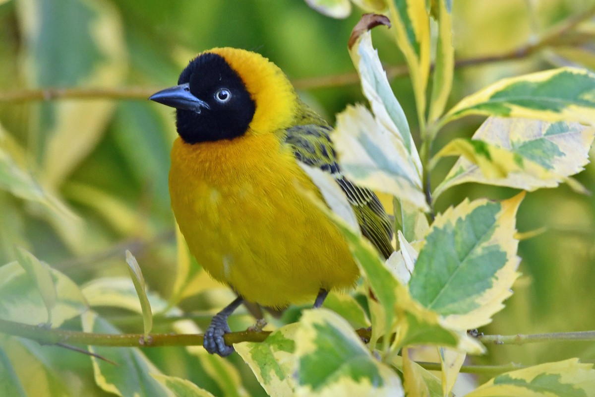 Southern Masked-Weaver - Steve Hawes