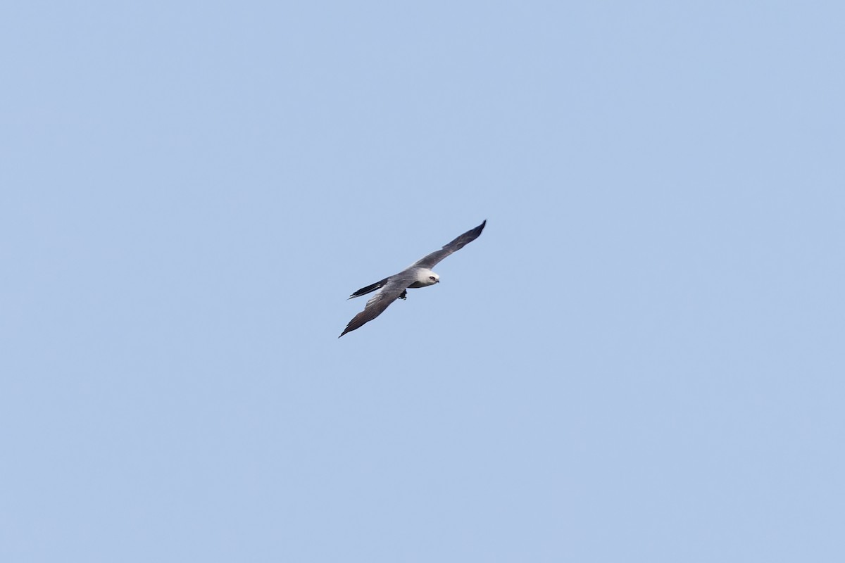 Mississippi Kite - ML622456978