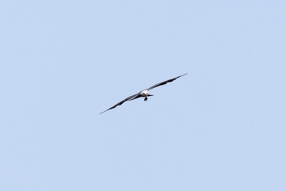 Mississippi Kite - ML622456981