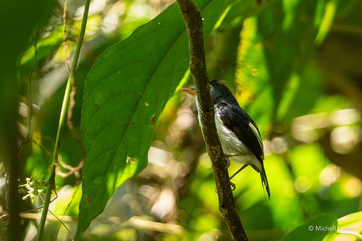 Black-and-white Tody-Flycatcher - ML622457080