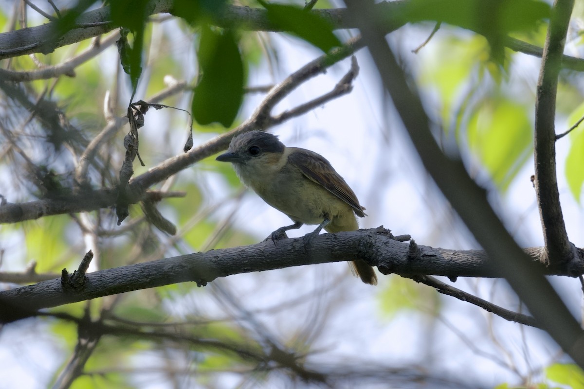 Rose-throated Becard - ML622457083