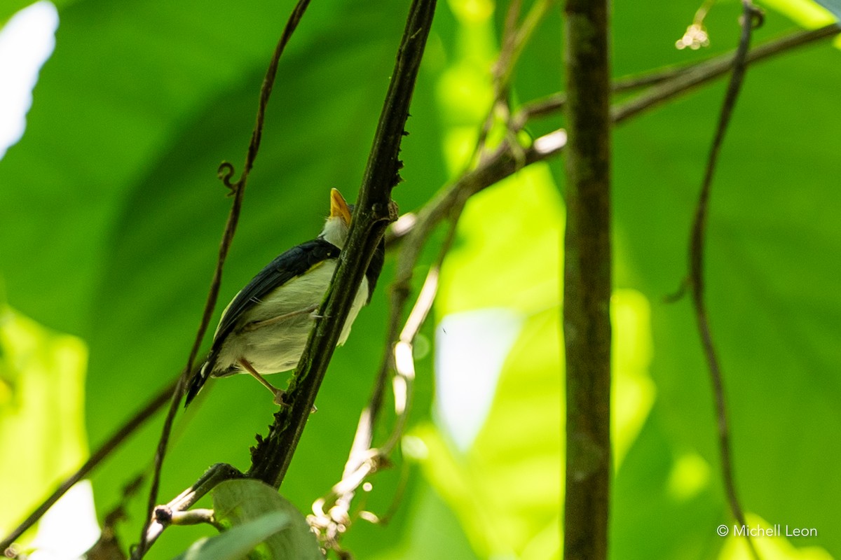 Black-and-white Tody-Flycatcher - ML622457089