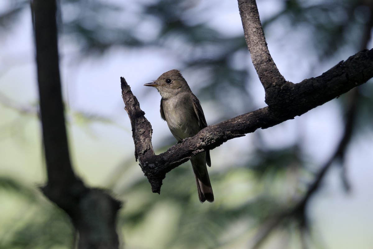 Western Wood-Pewee - ML622457108