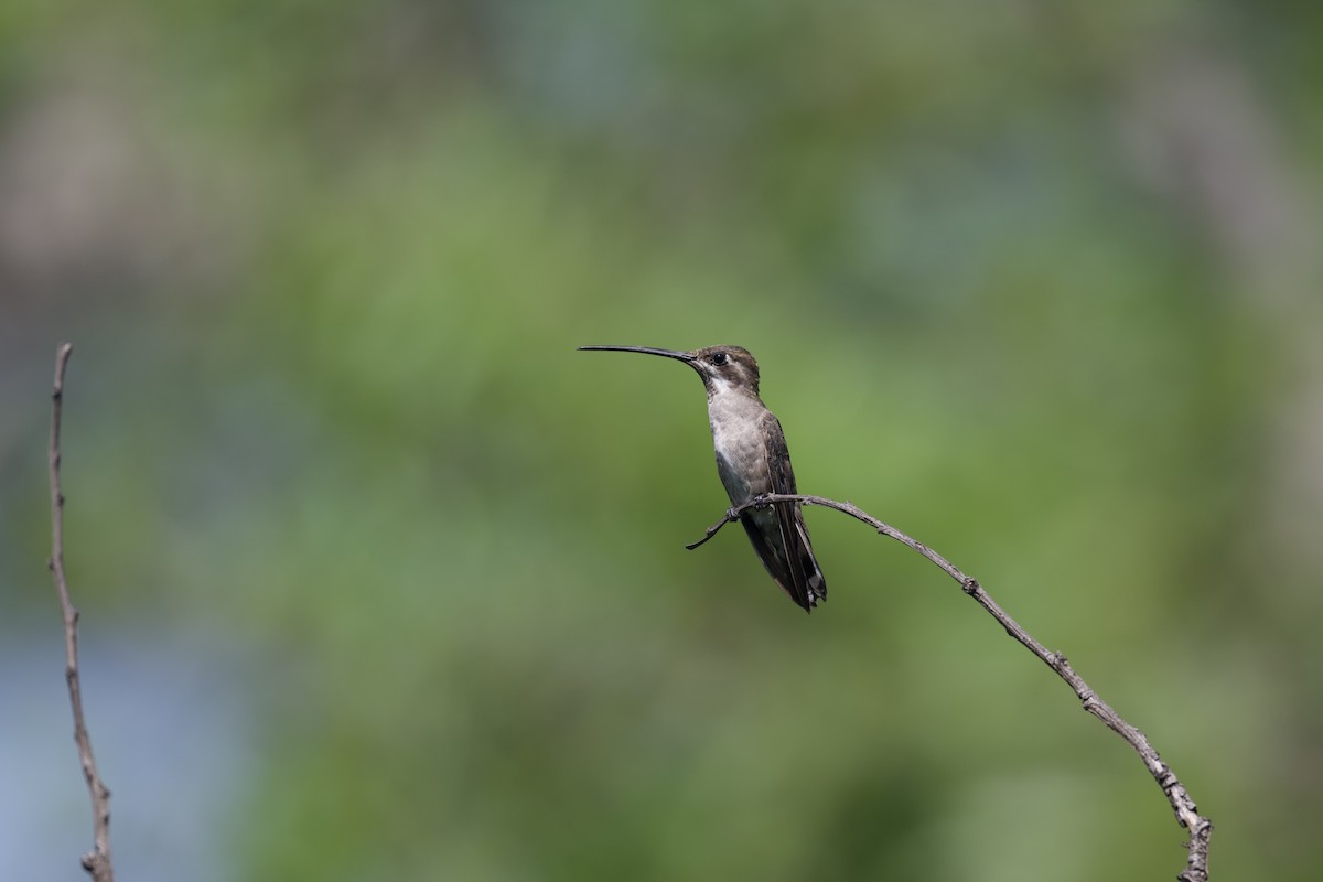 Plain-capped Starthroat - Dario Taraborelli