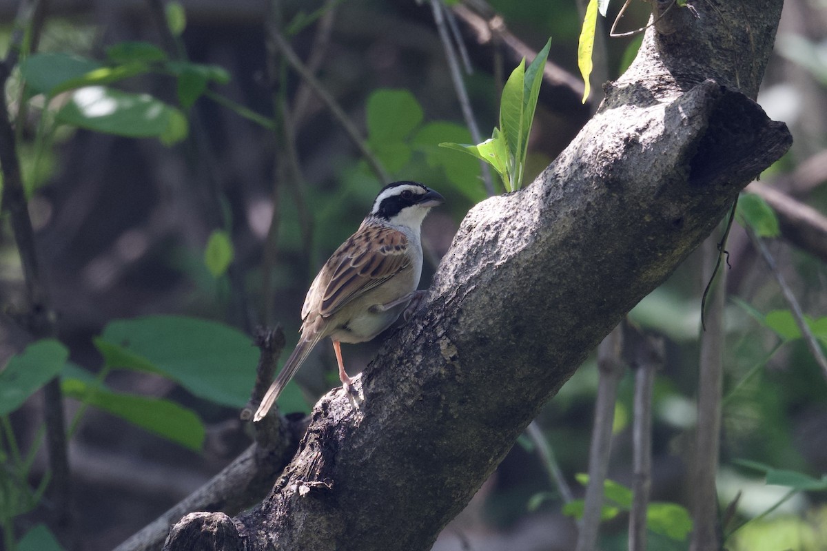 Stripe-headed Sparrow - ML622457172