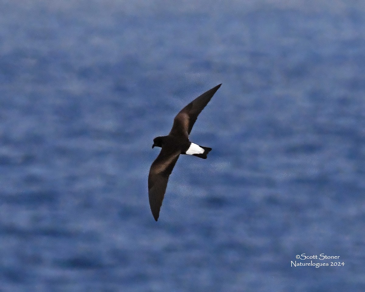 Wedge-rumped Storm-Petrel - Scott Stoner