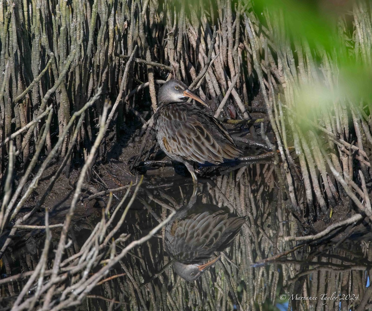 Clapper Rail - ML622457201