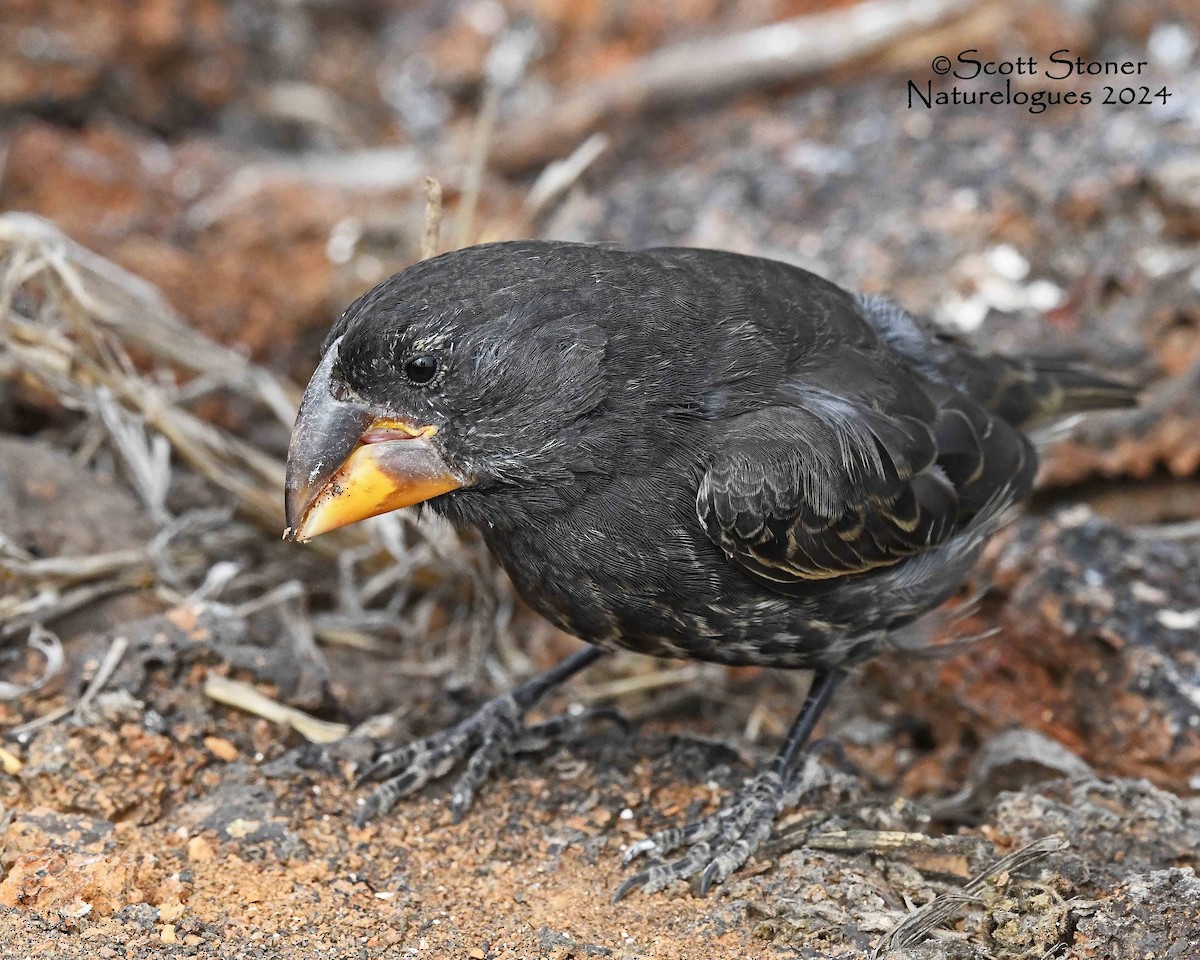 Large Ground-Finch - ML622457219