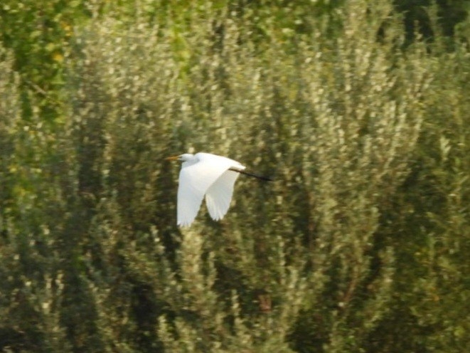 Great Egret - ML622457258