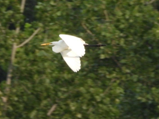 Great Egret - ML622457260