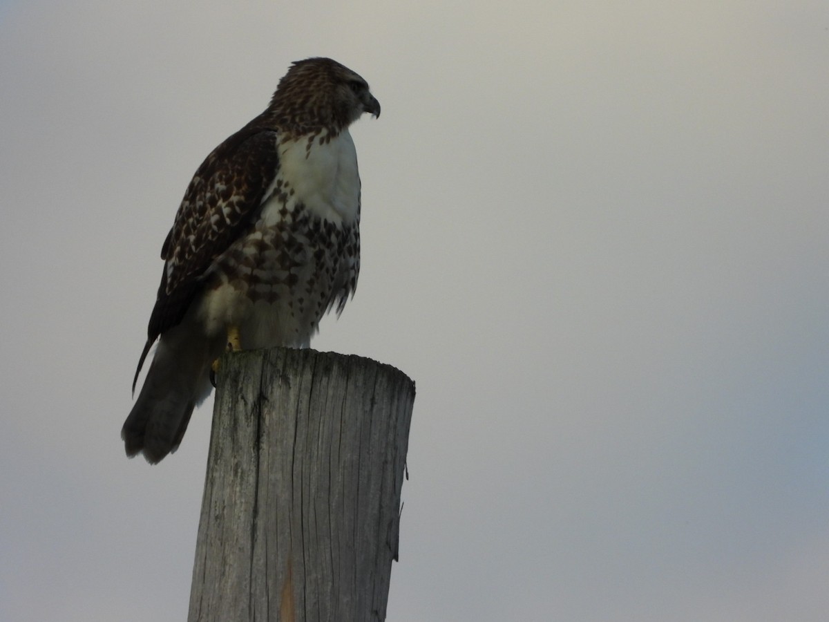 Red-tailed Hawk - ML622457280