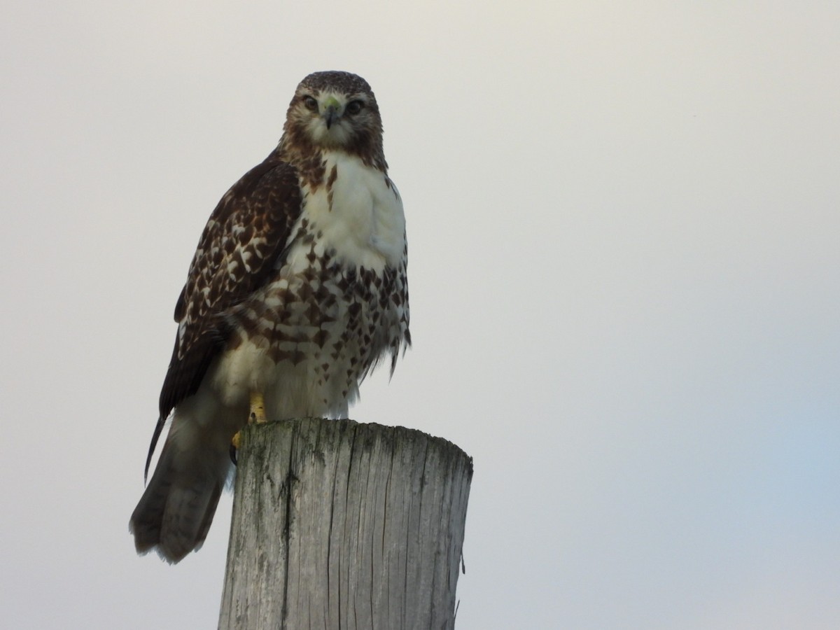 Red-tailed Hawk - ML622457281