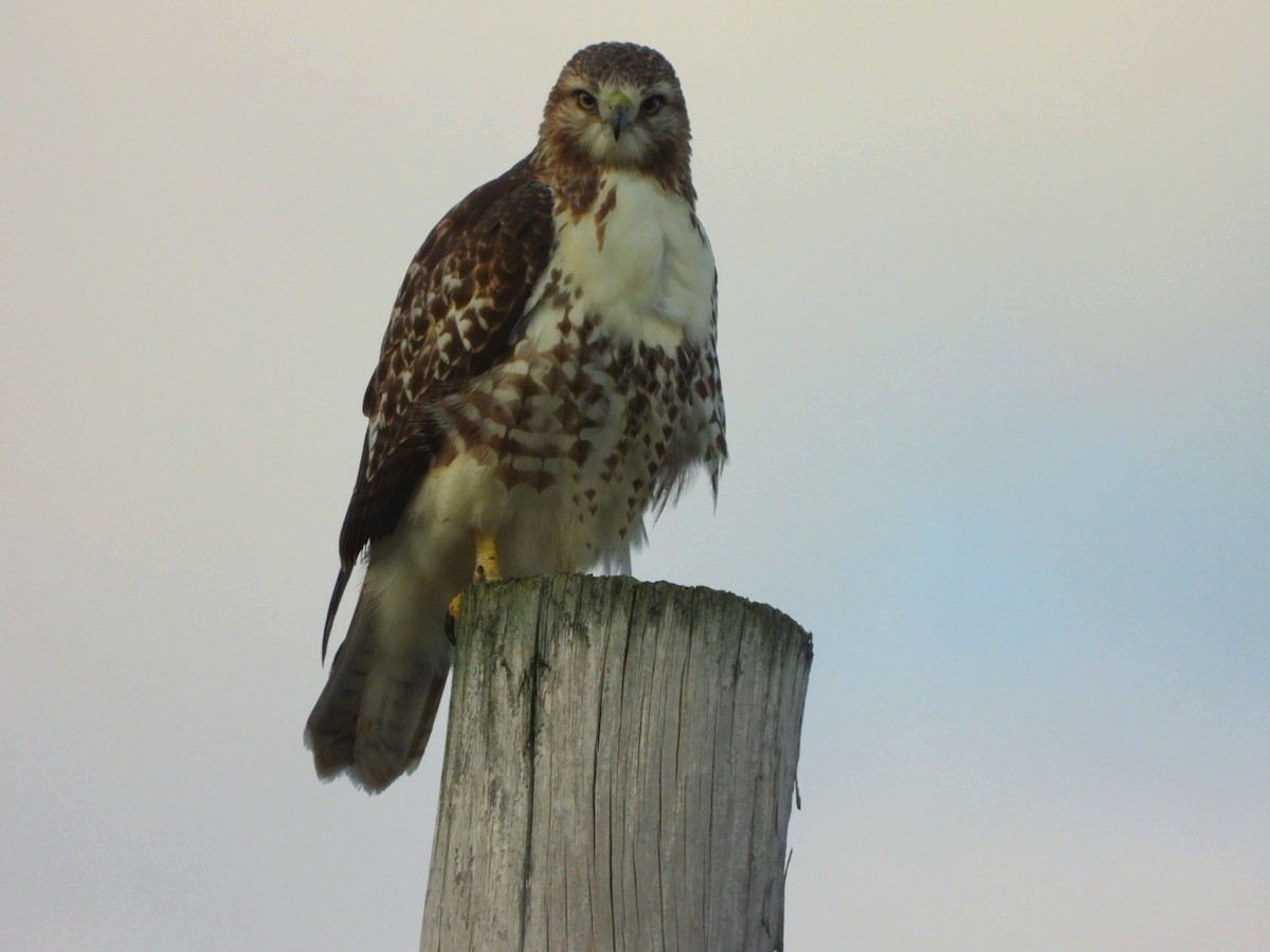 Red-tailed Hawk - ML622457282