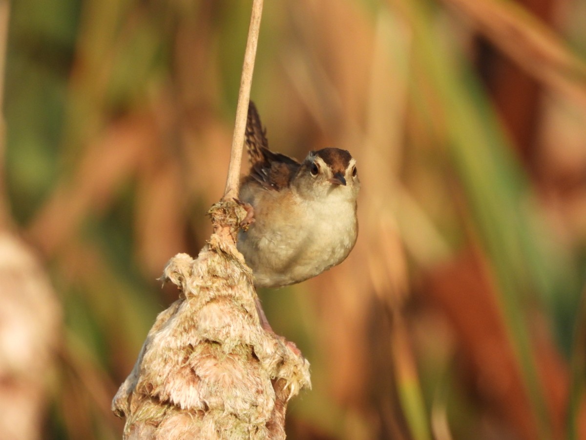 Marsh Wren - ML622457296