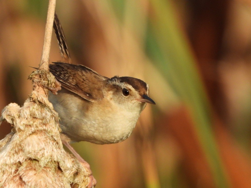 Marsh Wren - ML622457297