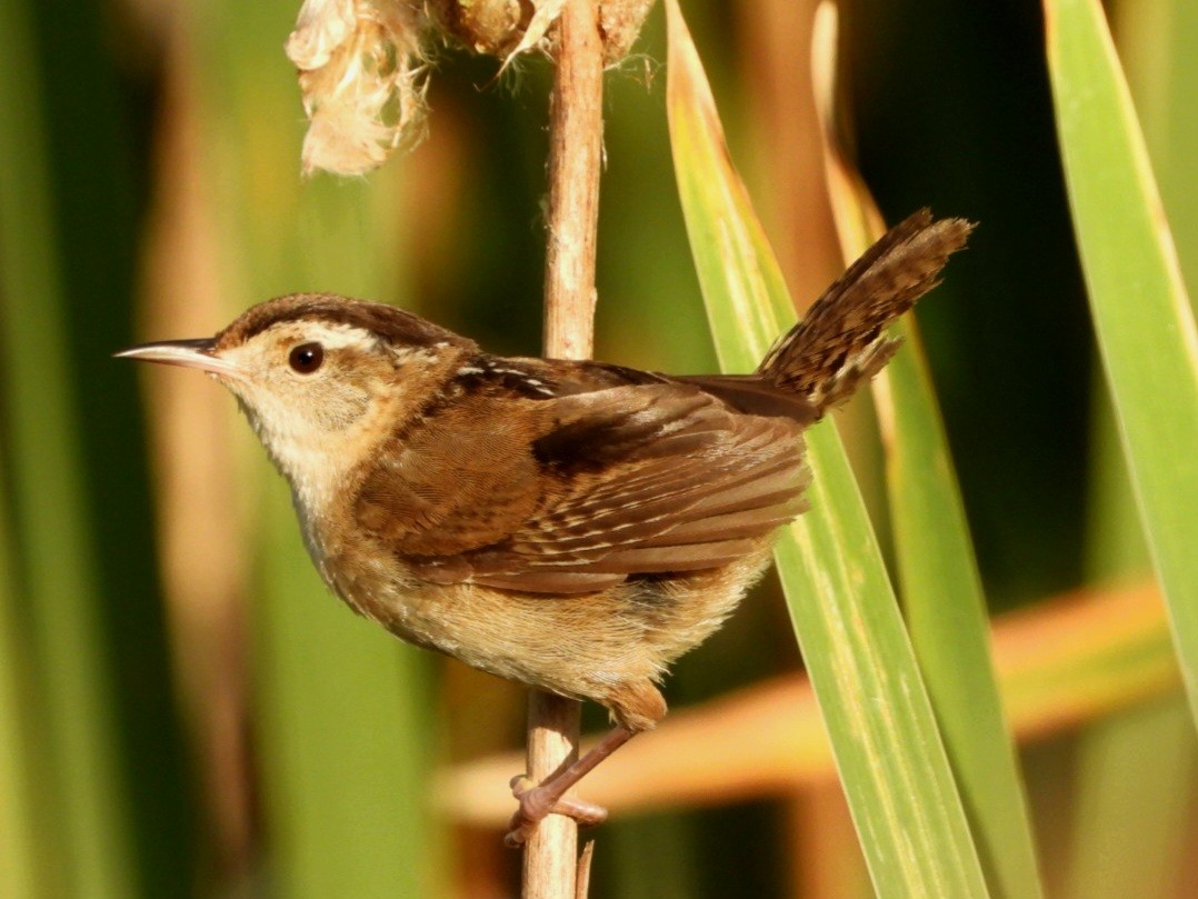 Marsh Wren - ML622457298